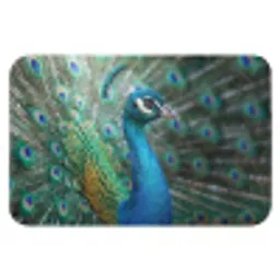 Pauw - Veren - Blauw Badmat klein -3d