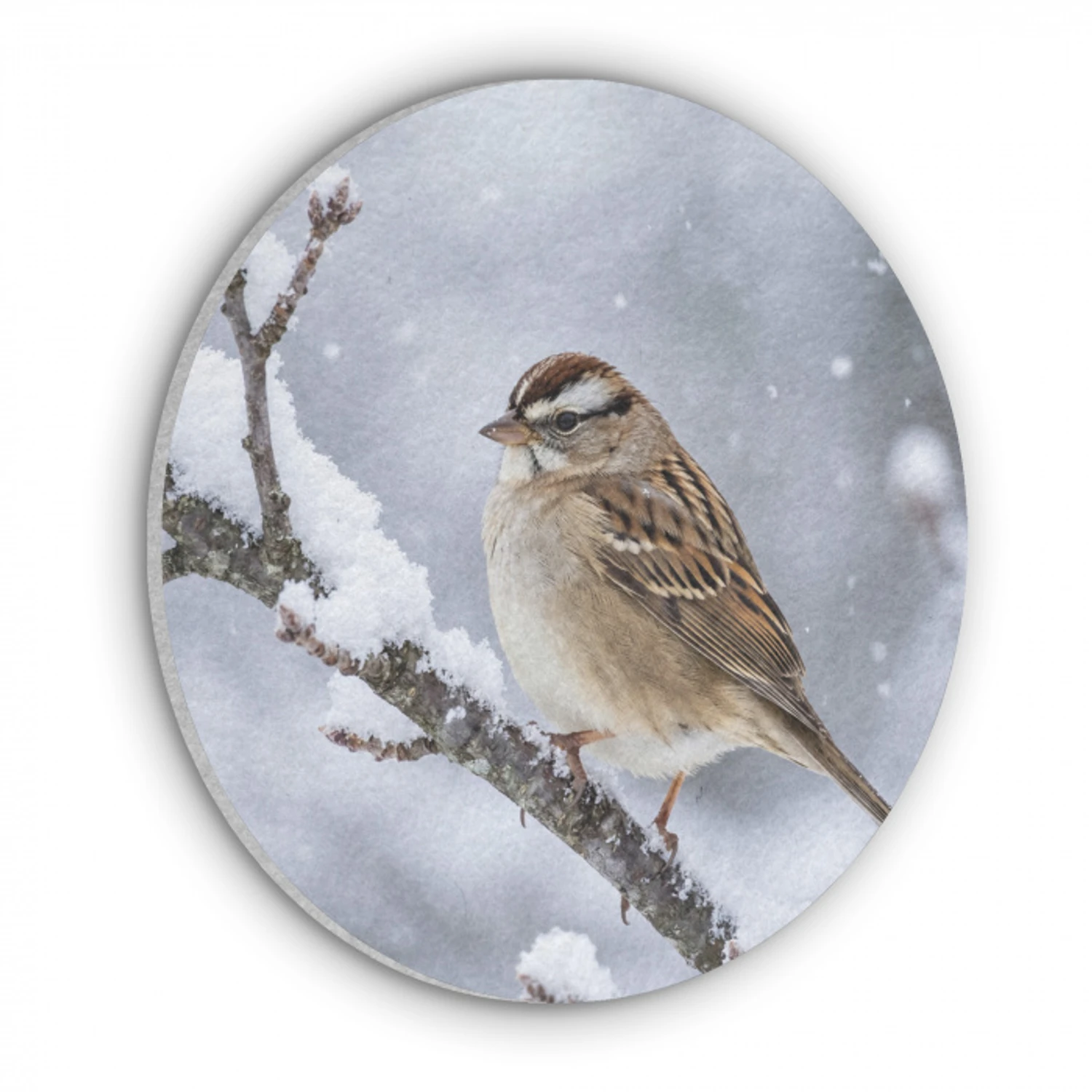 Vogel - Tak - Sneeuw - Winter Akoestische PET Vilt - Rond klein -3d