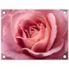 Roze - Roos - Romantisch tuinposter los doek klein -3d