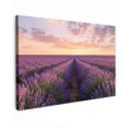Landschap - Lavendelveld - Paars canvas 2cm klein -z3d
