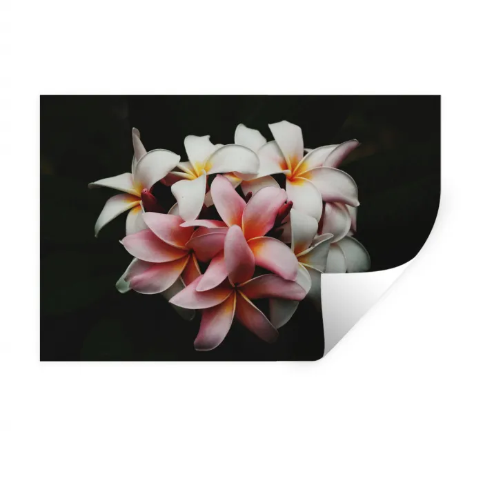 Bloemen - Roze - Zwart - Flora - Botanisch Muursticker klein -3d