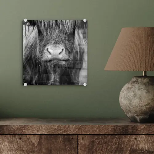 Schotse hooglander - Koe - Zwart - Wit - Dieren plexiglas 5mm klein -sfeer3