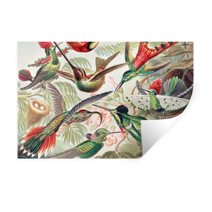 Kolibrie - Tuindecoratie - Vintage - Ernst Haeckel - Tuinposter Muursticker klein -3d