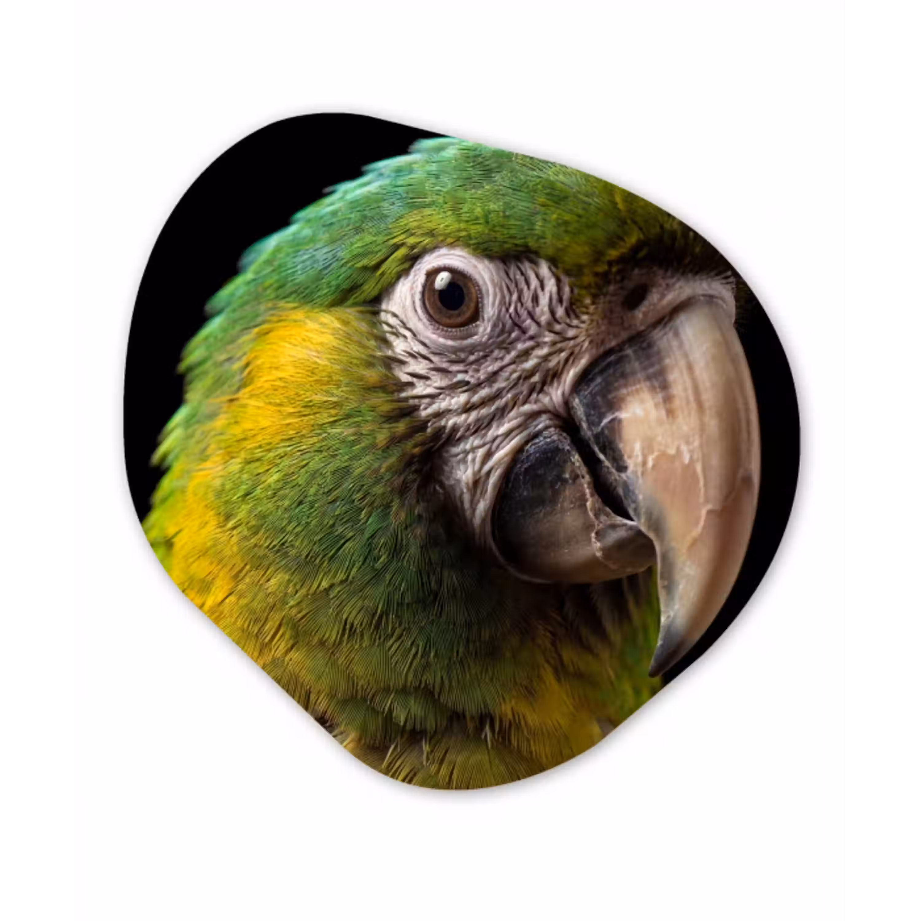 Ara - Portret - Groen Wandcirkel Organisch Aluminium middel -3d