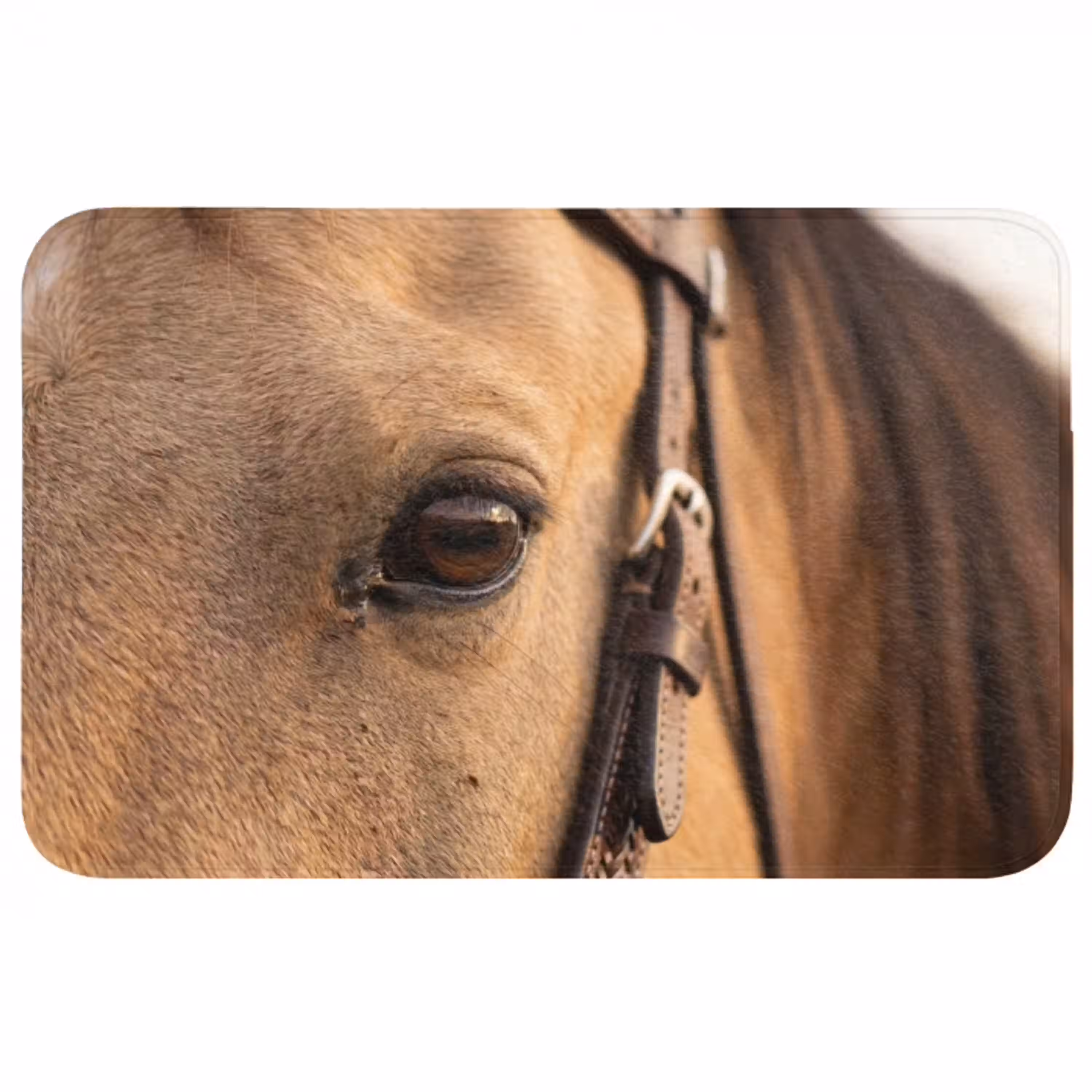 Paard - Oog - Bruin WCmat middel -3d