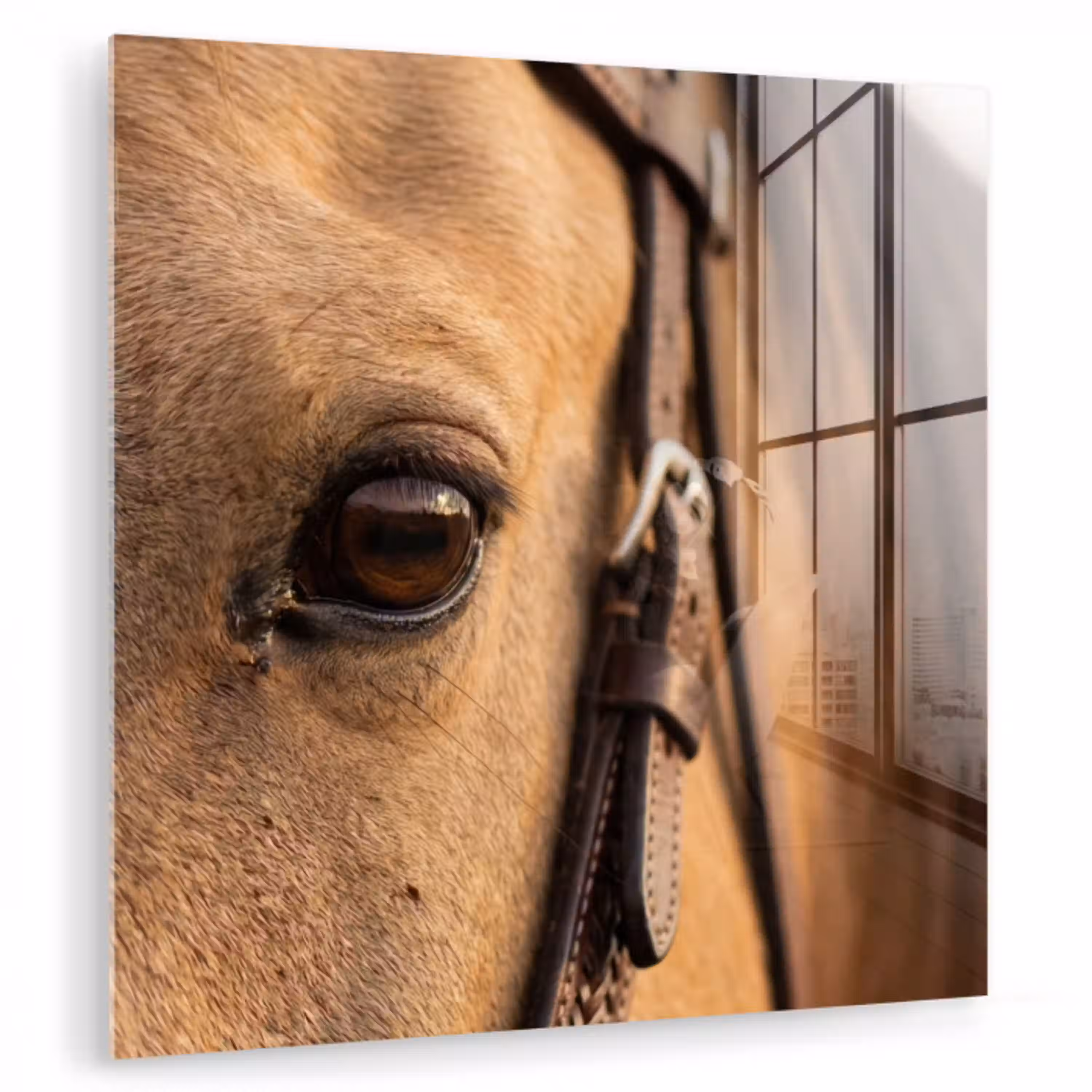 Paard - Oog - Bruin plexiglas 5mm klein -zzzproduct_nieuw