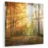 Bos - Herfst - Zon - Landschap - Natuur - Bomen - Bladeren plexiglas 5mm klein -zzzproduct_nieuw