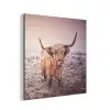 Schotse hooglanders - Licht - Lucht - Natuur aluminium wit klein -3d