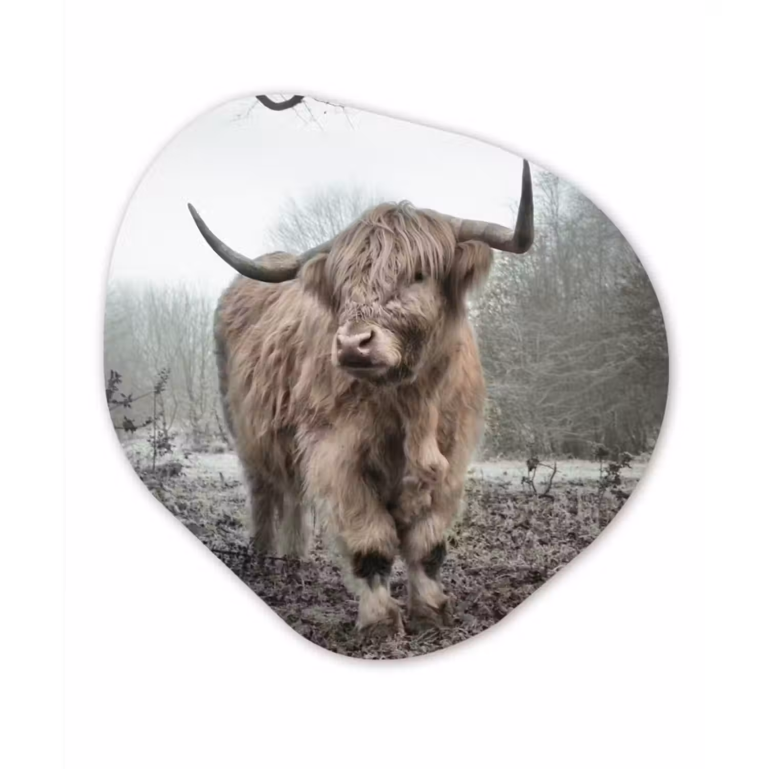 Organische Formen – Aluminium – Schotse Hooglander - Bos - Mist - Koe - Dieren - Natuur