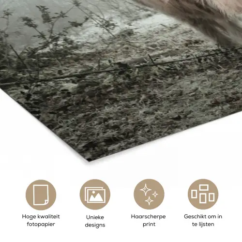 Schotse Hooglander - Bos - Mist - Koe - Dieren - Natuur poster papier klein -closeup_NL