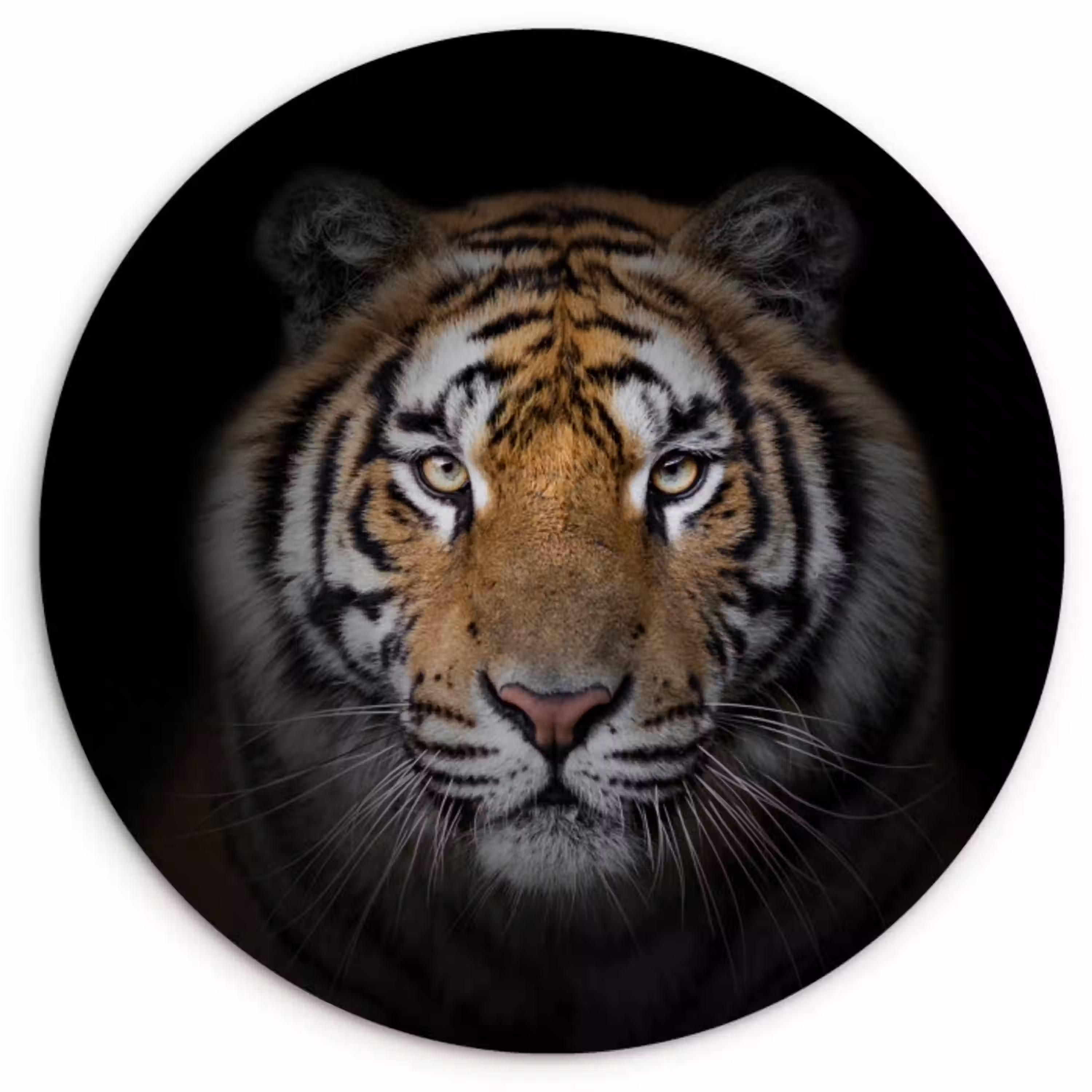Tijger - Wilde dieren - Portret - Zwart - Dieren Wandcirkel kunststof plaat 5mm dik klein -3d