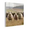 Schapen - Weidenlandschap - Heuvels plexiglas 5mm klein -z3d