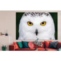 Sneeuwuil - Portret - Geel forex 5mm xxl -woonkamer