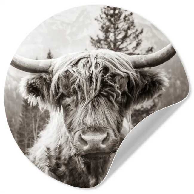 Schotse hooglander - Koe - Dieren - Zwart - Wit Wandcirkel behangsticker klein -3d
