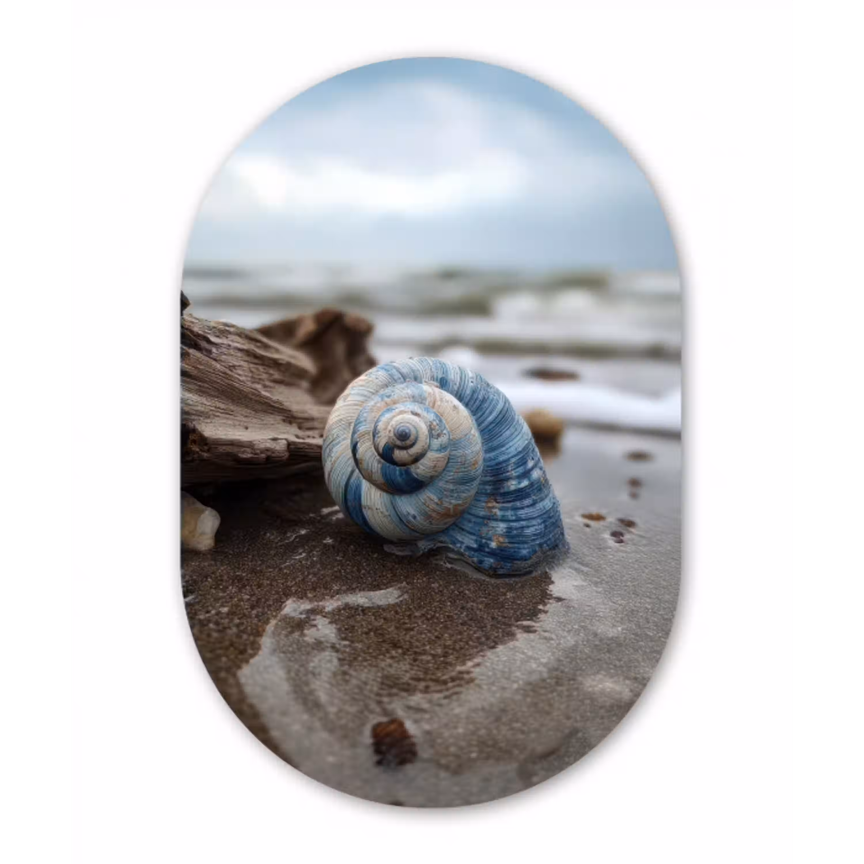 Schelp - Strand - Blauw - Zee Wandcirkel Ovaal Aluminium middel -3d