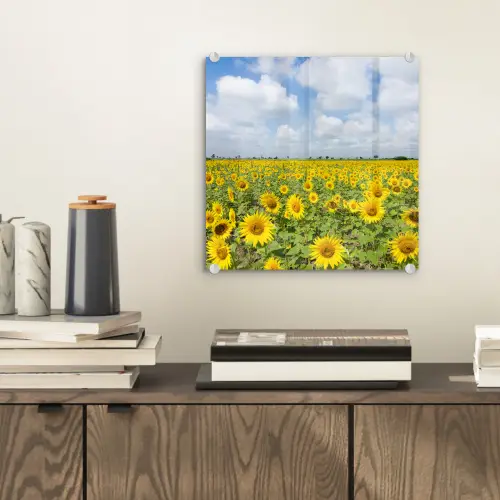 Zonnebloemen - Bloemen - Wolken - Natuur - Geel - Landschap plexiglas 5mm klein -sfeer1