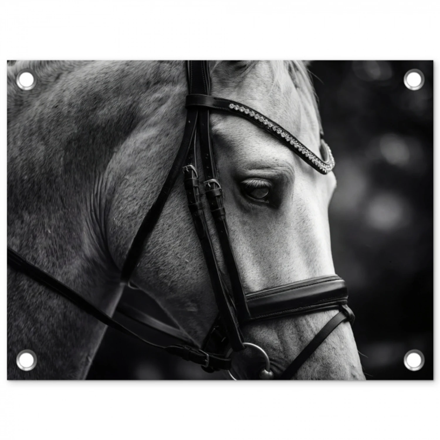 Paard - Schimmel - Portret tuinposter los doek klein -3d