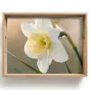 Narcis - Bloem - Minimalistisch Dienblad Rechthoek middel -z3d_shopping