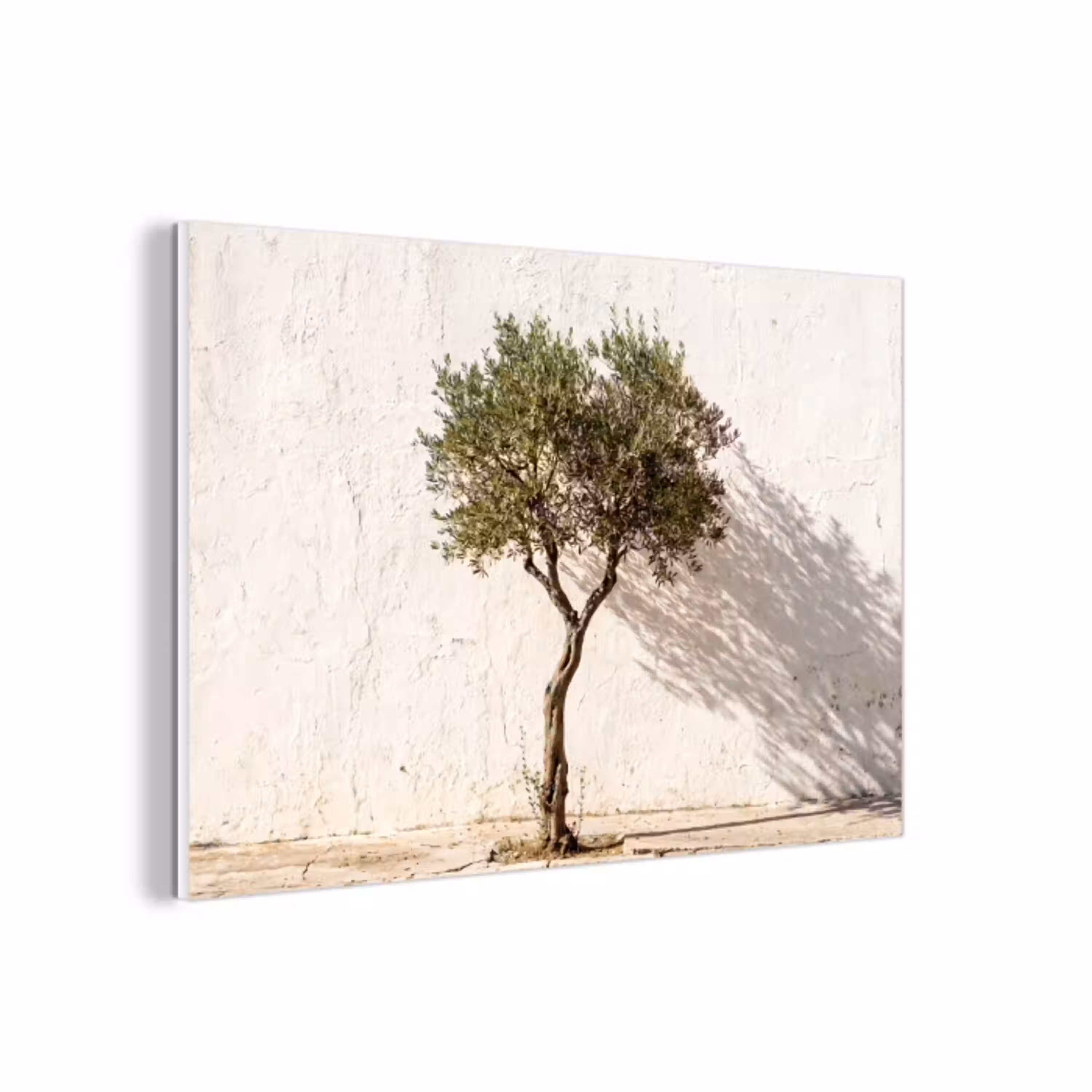 Olijfboom - muur - wit forex 5mm xxl -3d