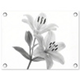 Lelies - Elegant - Zwart - Wit tuinposter los doek klein -3d