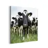 Koeien - Gras - Lente - Dieren - Weiland - Boerderij aluminium wit klein -3d