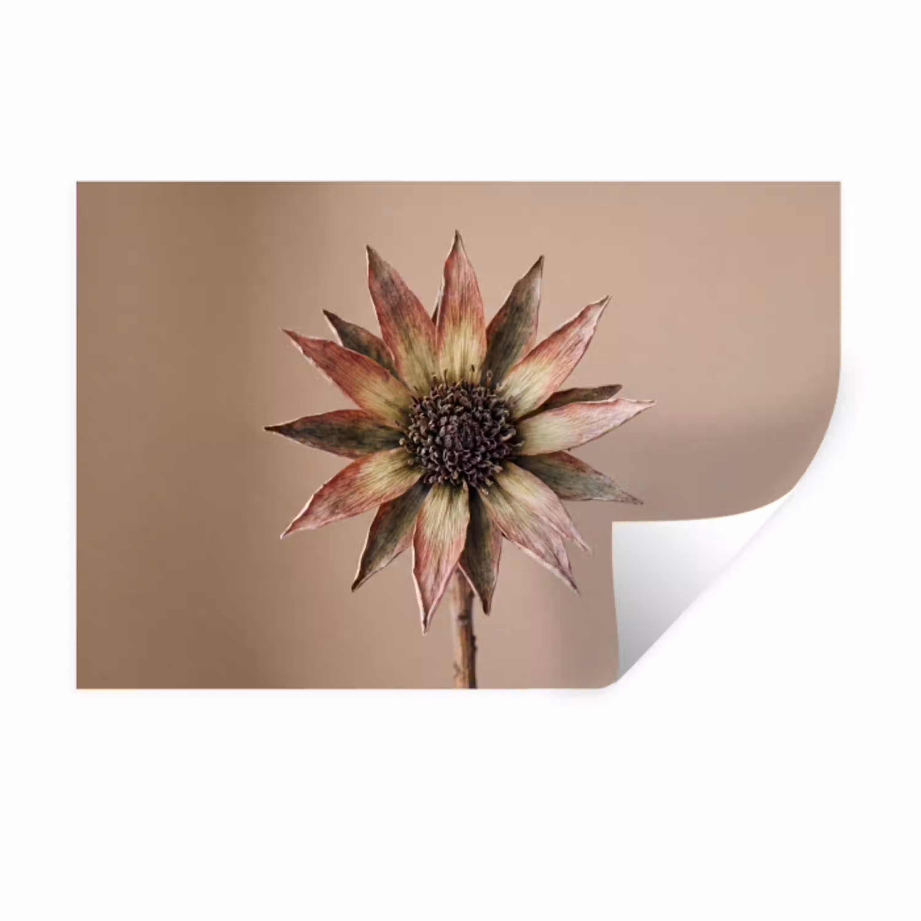Droogbloem - Protea - Vintage - Beige - Rustiek Muursticker klein -3d