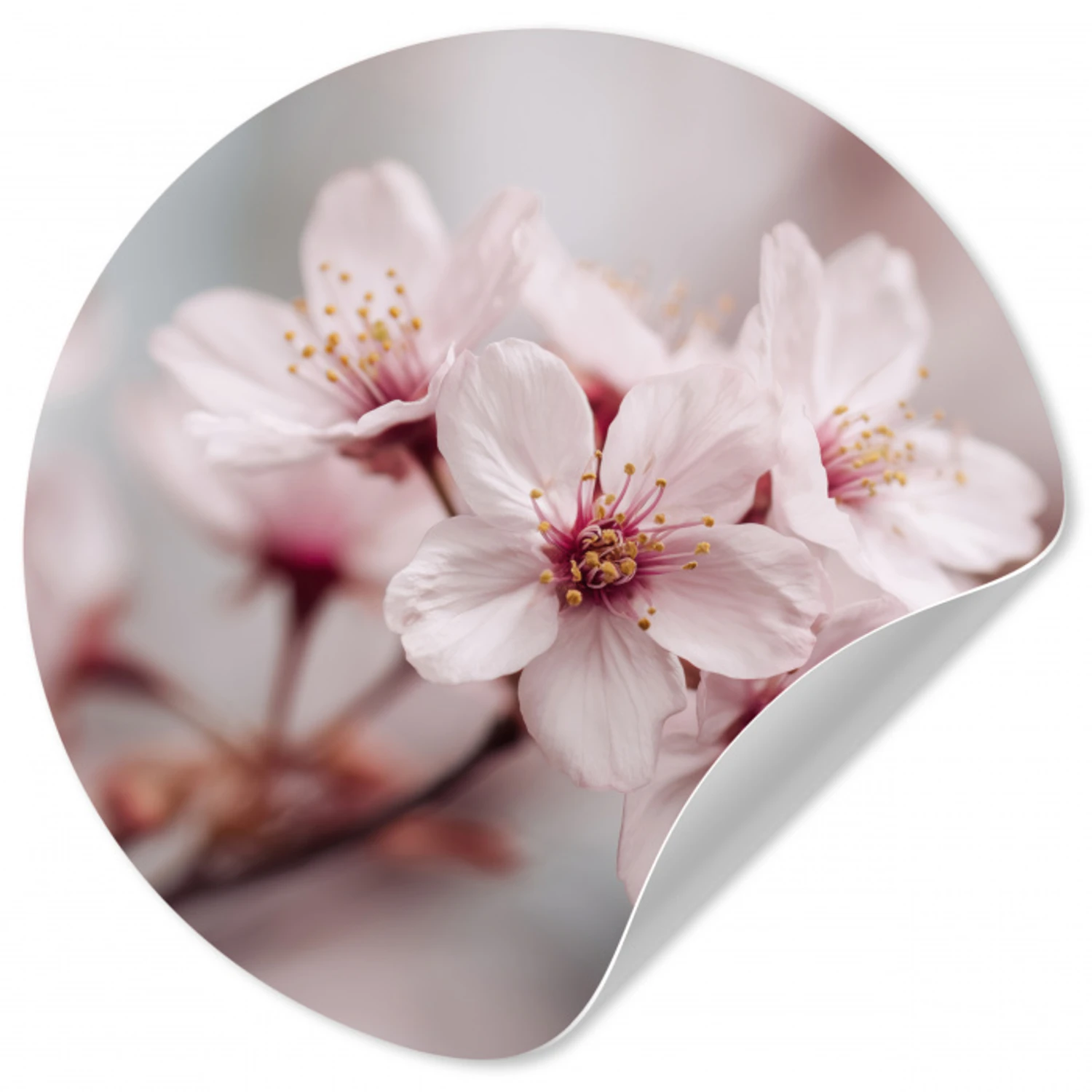 Bloesems - Meeldraden - Geel - Wazig Wandcirkel behangsticker klein -3d