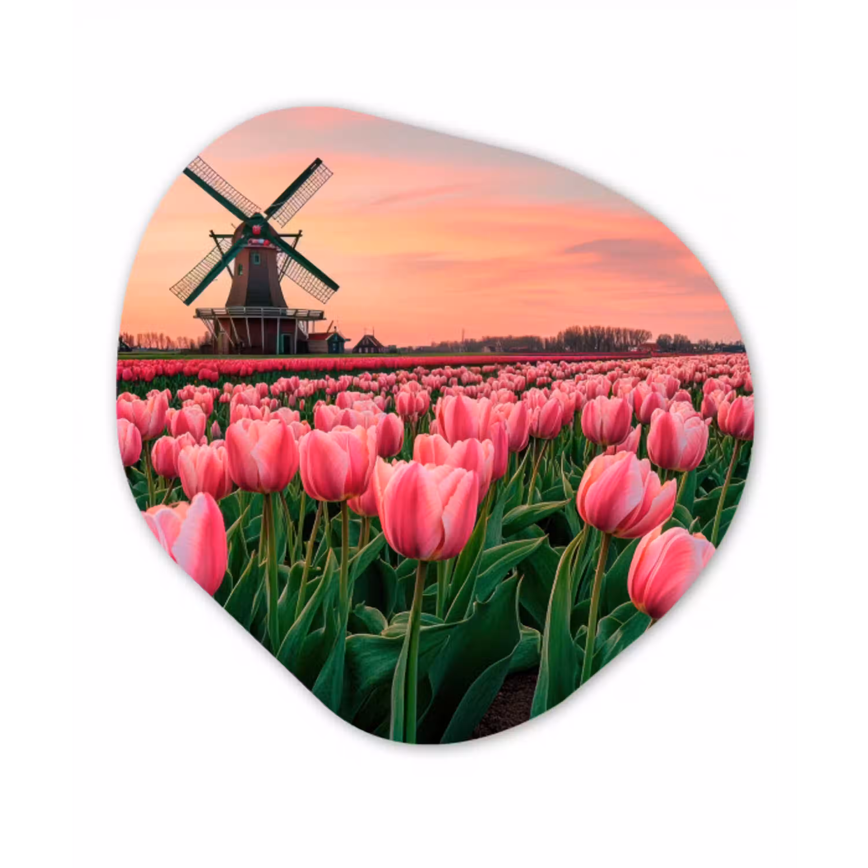 Tulpen - Molen - Nederland Wandcirkel Organisch Plexiglas middel -3d