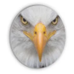 Amerikaans - Zeearend - Portret - Geel Akoestische PET Vilt - Rond klein -3d