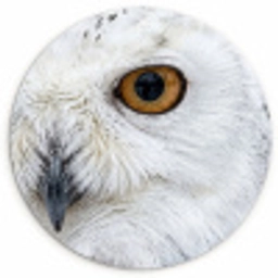 Sneeuwuil - Oog - Wildlife - Wit Wandcirkel kunststof plaat 5mm dik klein -3d