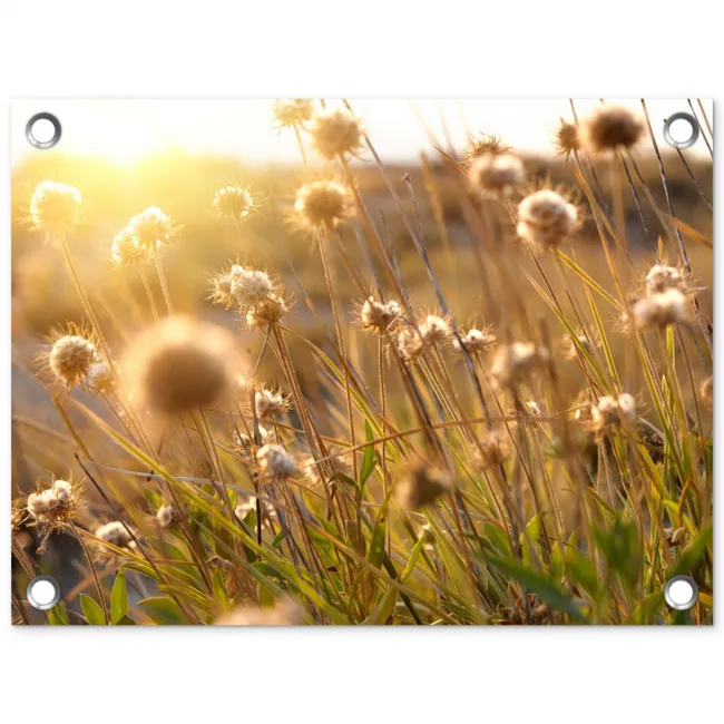 Verlichte zaadhoofden in de avondzon tuinposter los doek klein -3d