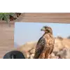 Valk - Vogel - Rots - Macht muismat rubber klein -closeup