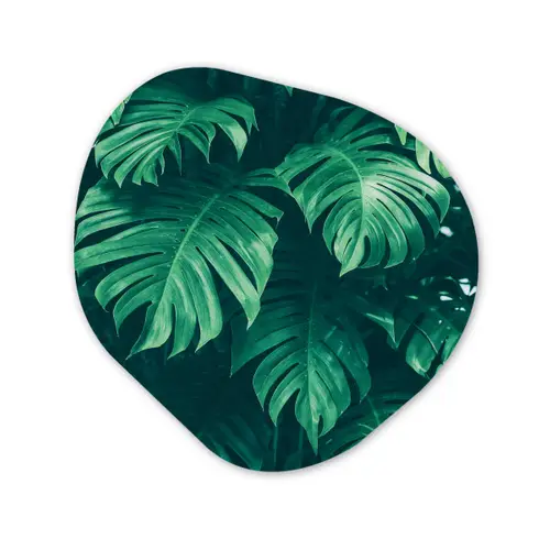 Monstera - Bladeren - Planten - Jungle - Natuur Wandcirkel Organisch Forex 3mm klein -3d