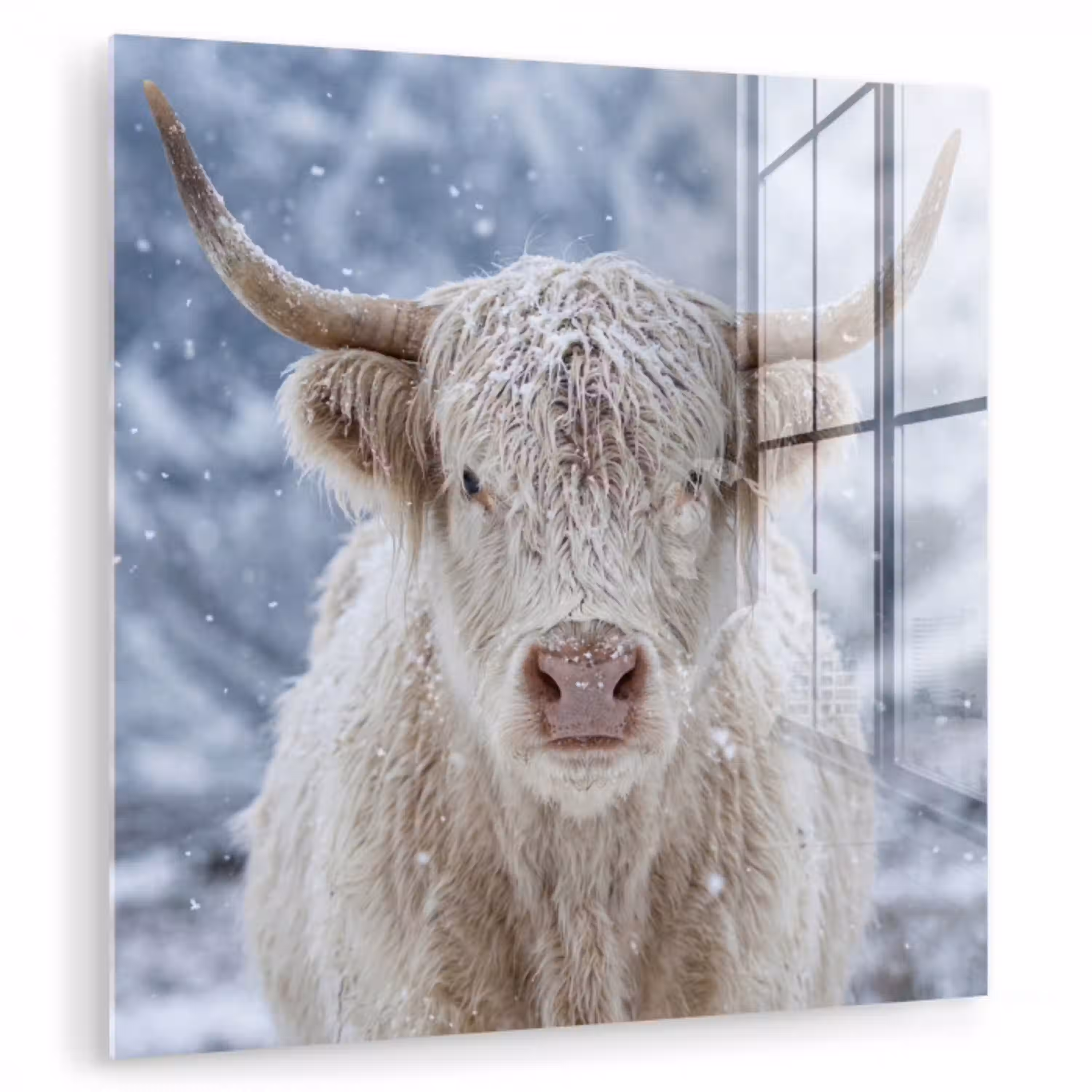 Schotse Hooglander - Sneeuw - Bergen - Winter plexiglas 5mm klein -zzzproduct_nieuw