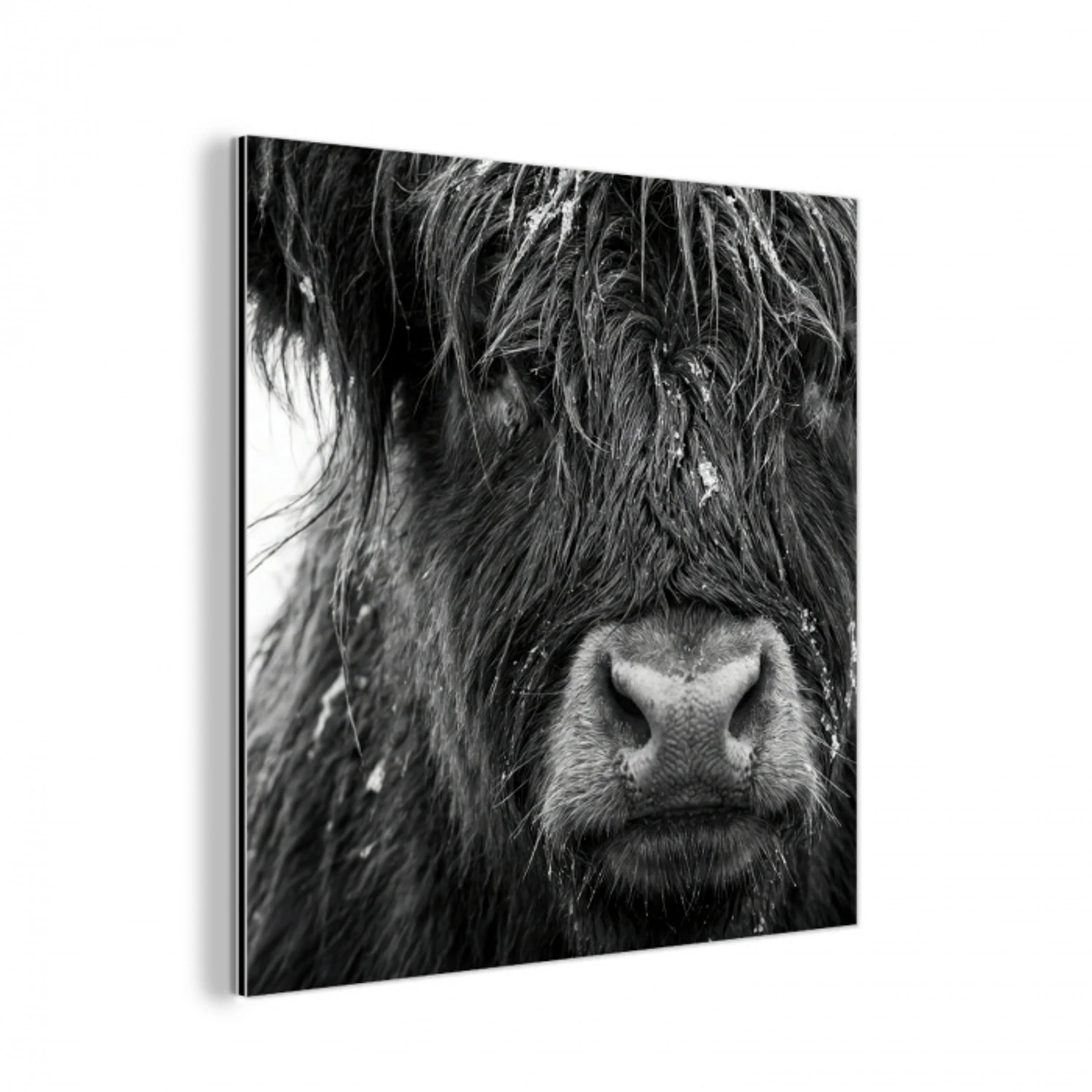 Schotse hooglander - Zwart - Wit - Sneeuwvlokken aluminium wit klein -3d