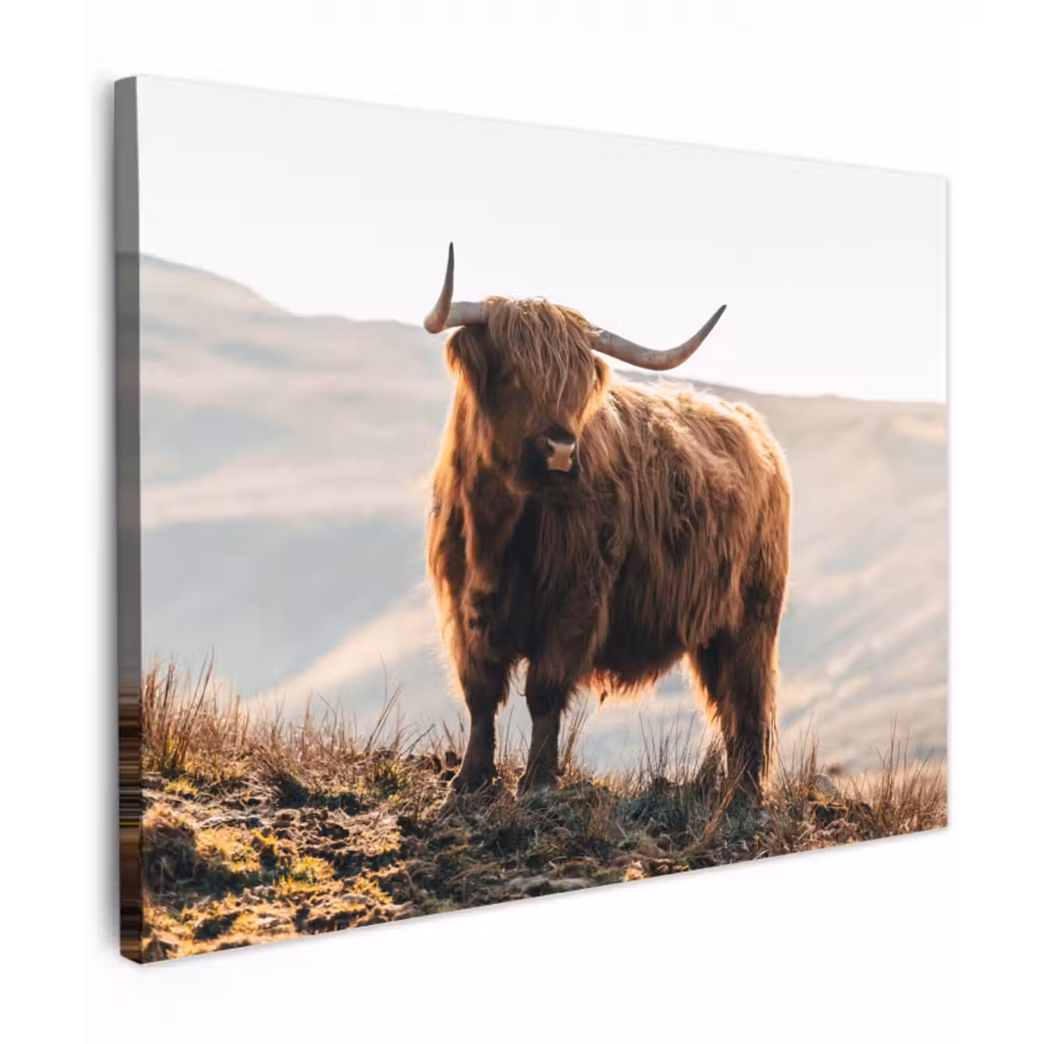Leinwandbild - Schottische Highlander - Tiere - Ländlich - Landschaft - Kuh - Natur