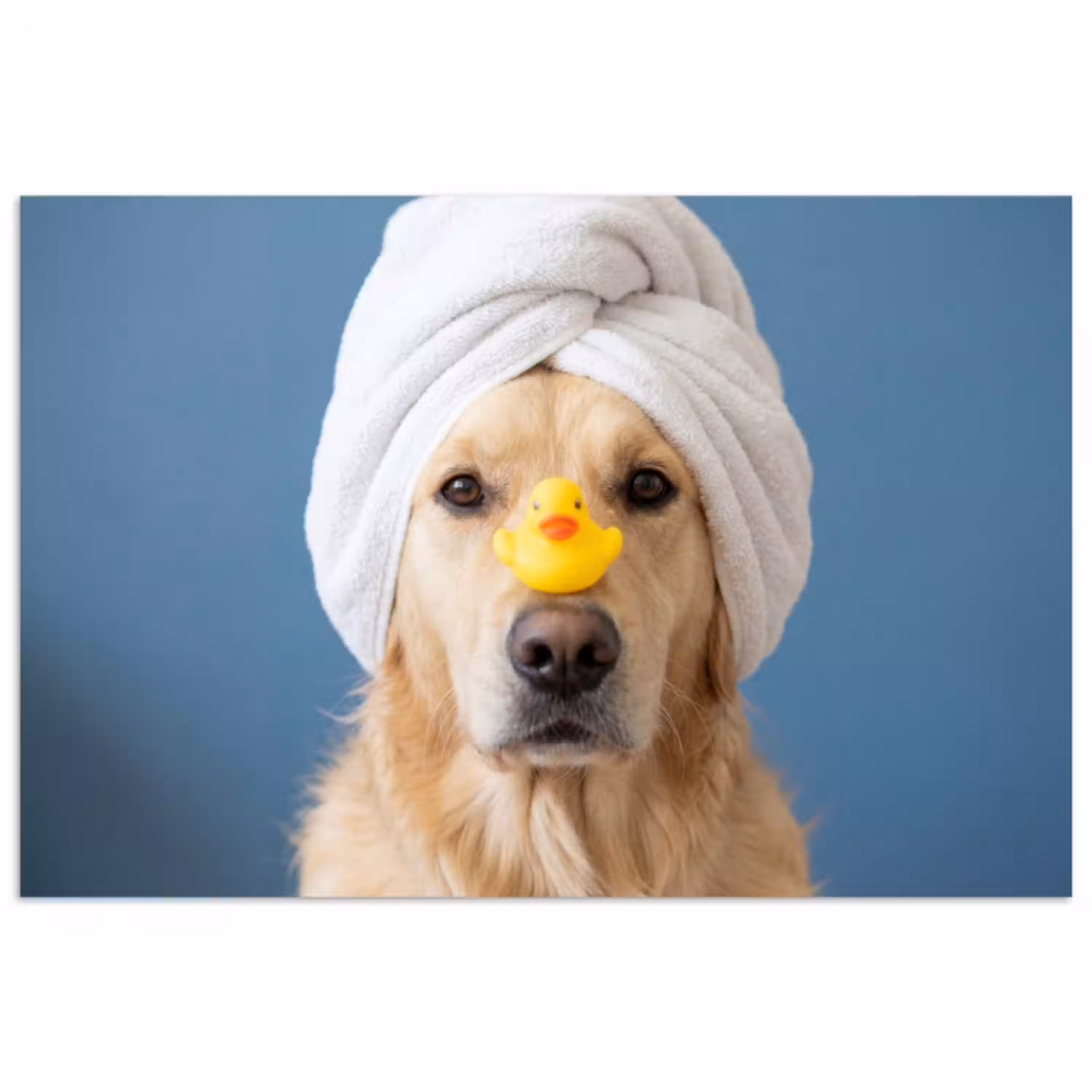 Hond - Badeend - Geel poster papier klein -3d