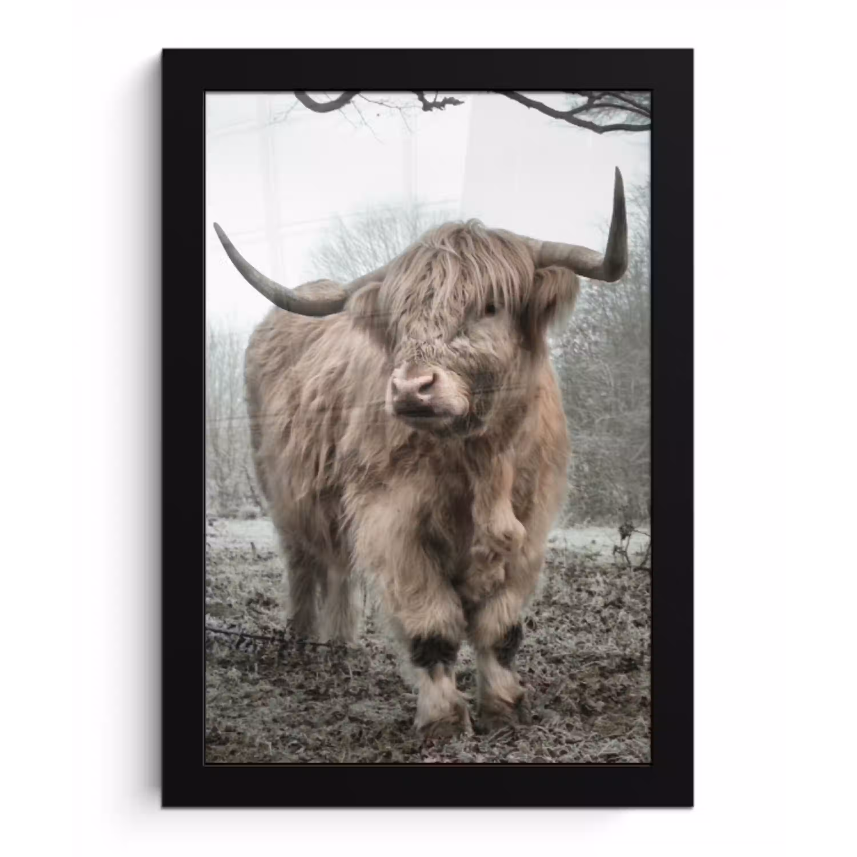 Schotse hooglander - Natuur - Herfst - Dieren - Wild - Bos fotolijst zwart zonder passe partout klein -3d