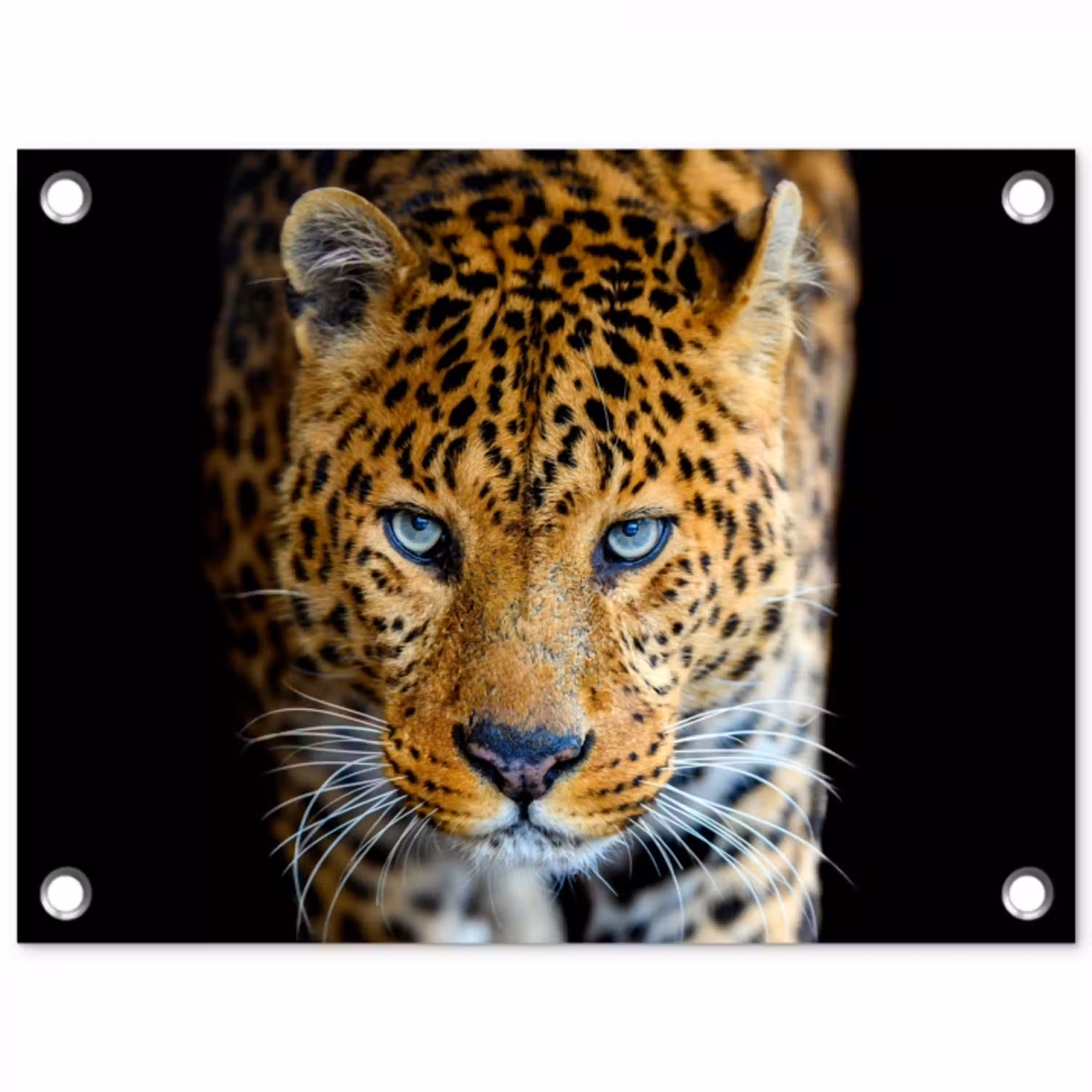 Luipaard - Dieren - Portret - Wilde dieren - Zwart tuinposter los doek klein -3d