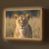 Leeuwin - Gras - Geel Light Box met batterij (Wandlamp) middel -z3d_website