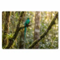 Quetzal - Jungle - Natuur - Groen Placemat vinyl groot -zzsfeer1_Kitchenyeah-website