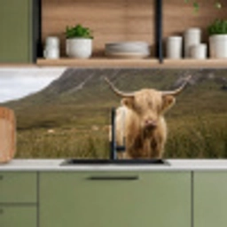 Schotse hooglander - Bergen - Grasveld keuken achterwand 2 middel -sfeer3