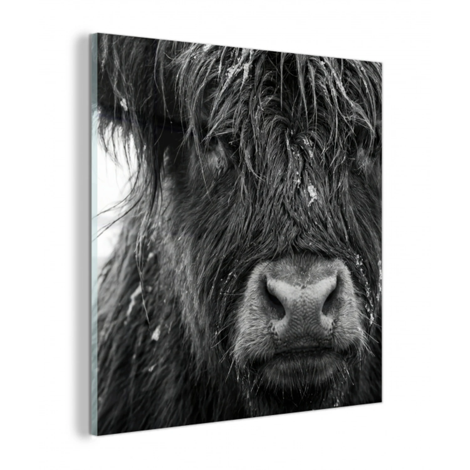 Schotse hooglander - Zwart - Wit - Sneeuwvlokken plexiglas 5mm klein -z3d