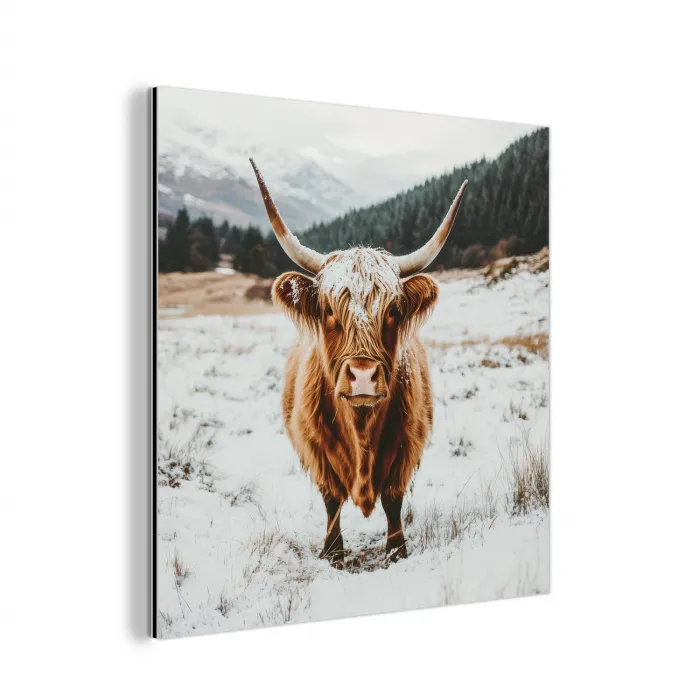 Schotse Hooglander - Landschap - Sneeuw - Bergen - Winter aluminium wit klein -3d