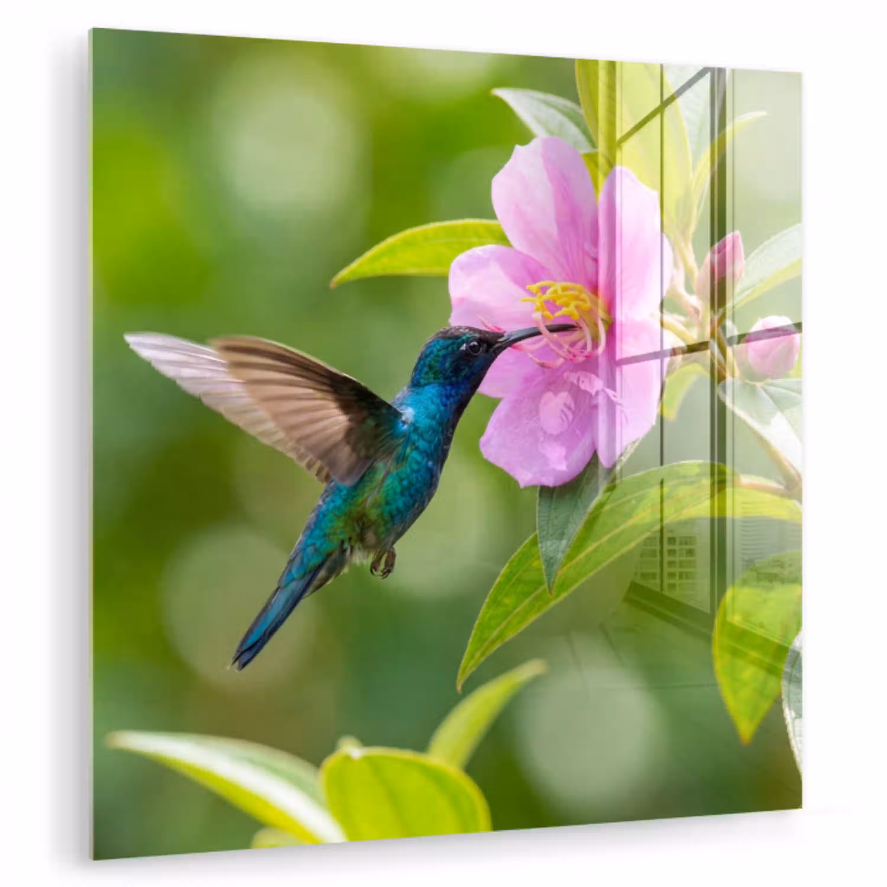 Kolibrie - Bloem - Natuur - Groen plexiglas 5mm klein -zzzproduct_nieuw