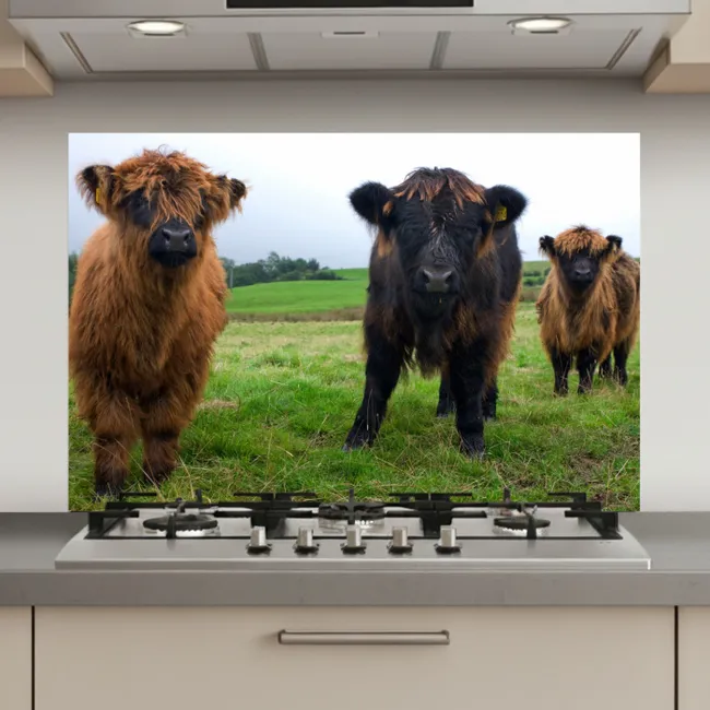 Schotse hooglander - Koeien - Natuur - Groen - Gras keuken achterwand spatscherm klein -3d_website