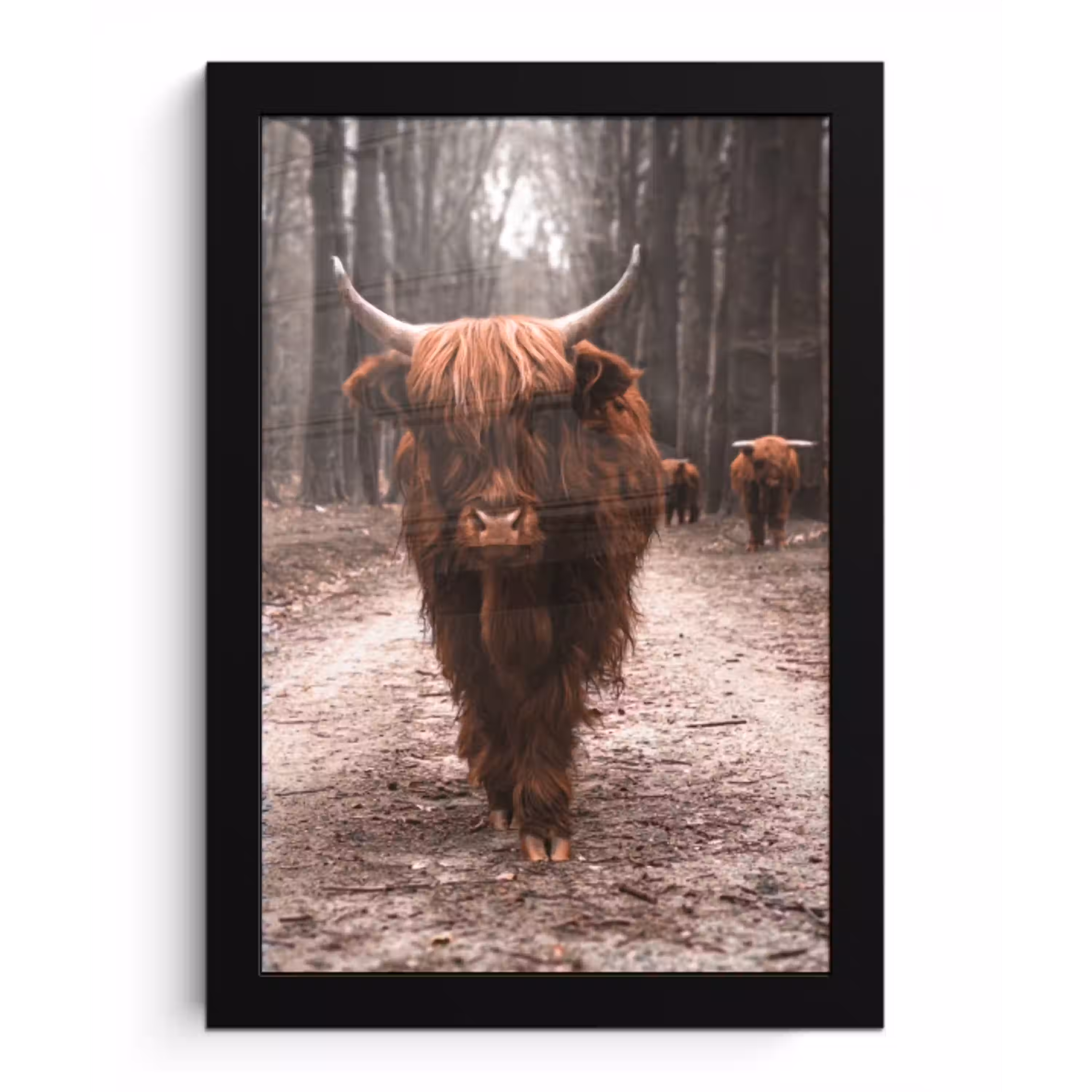 Schotse hooglander - Bos - Koe - Dieren - Natuur fotolijst zwart zonder passe partout klein -3d