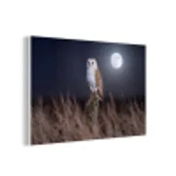 Kerkuil - Maan - Nacht forex 5mm xxl -3d