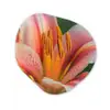 Lelie - Close up - Lichtroze Wandcirkel Organisch Aluminium middel -3d
