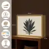Agaveplant - Symmetrisch - Groen Light Box met batterij (Wandlamp) middel -USP_websiteoverzichtNL